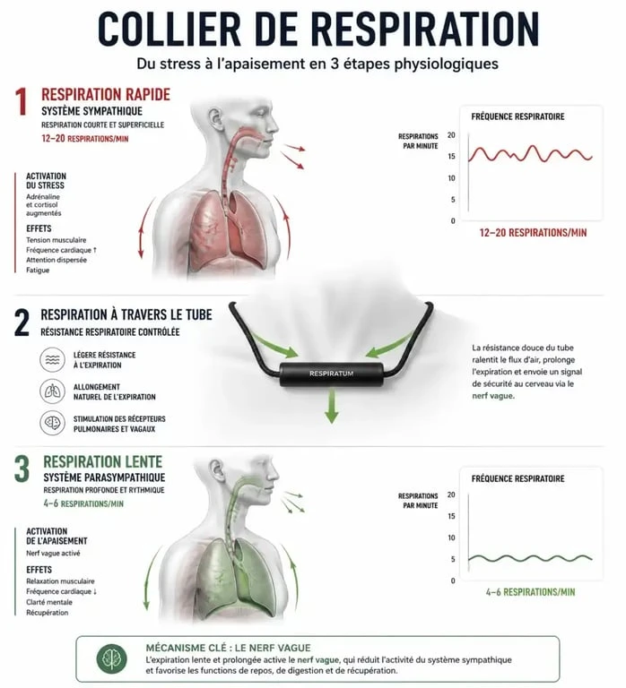 Schéma explicatif du fonctionnement physiologique d'un collier de respiration sur le système nerveux