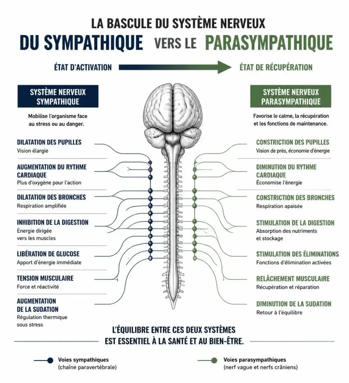 Schéma explicatif du système nerveux lors de la méditation pour dormir